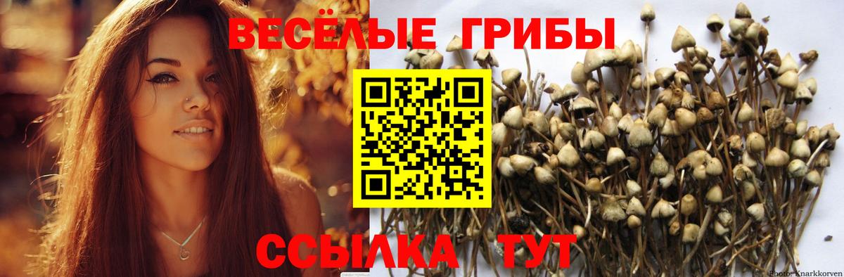 Изобильный  Галлюциногенные грибы Psilocybine cubensis  Псилоцибиновые грибы Cubensis  купить   Вход с VPN 
